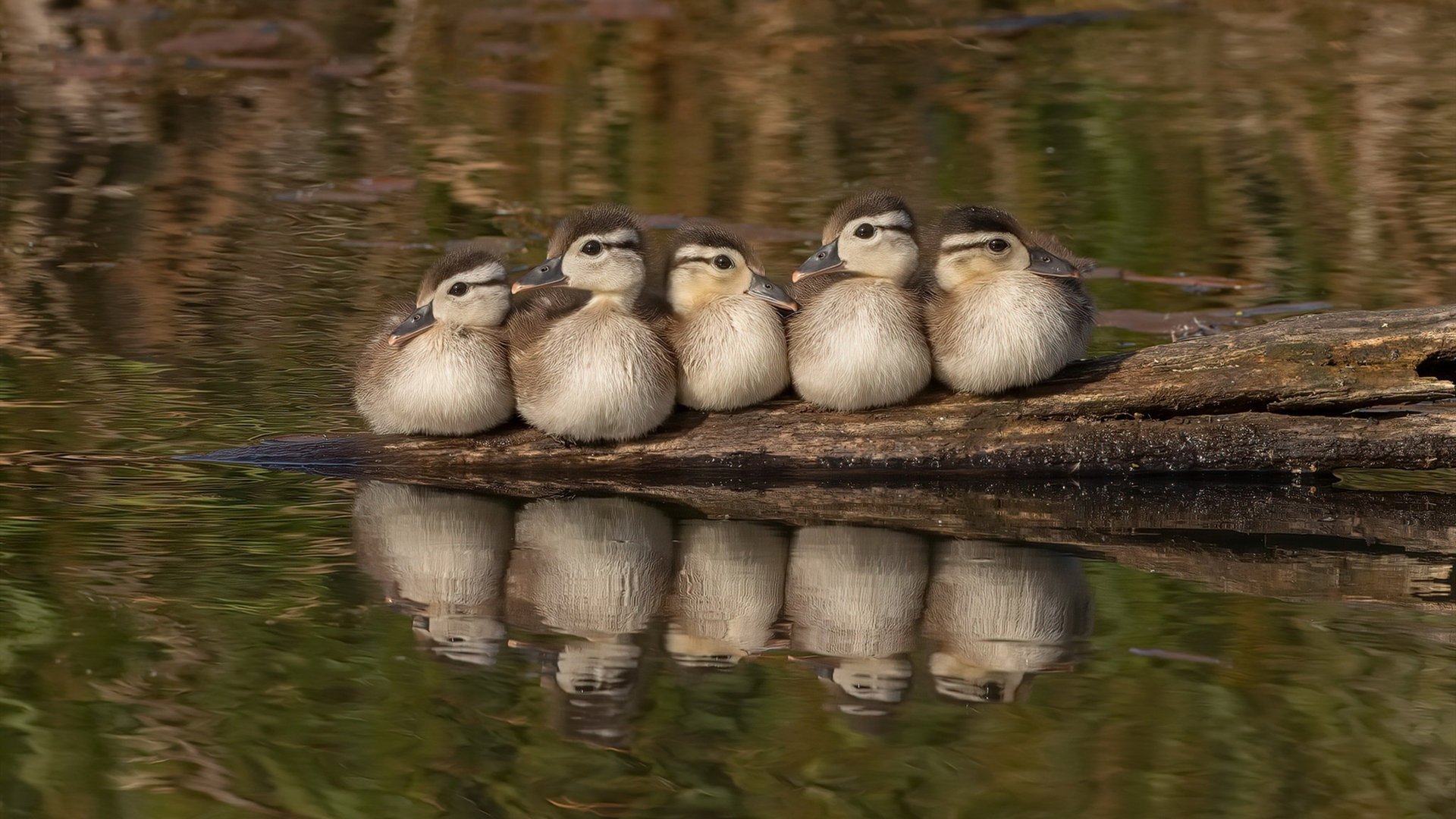 银红鏖战,梅赛德斯与索伯的缠斗深渊中,佩雷兹点燃失控的火焰