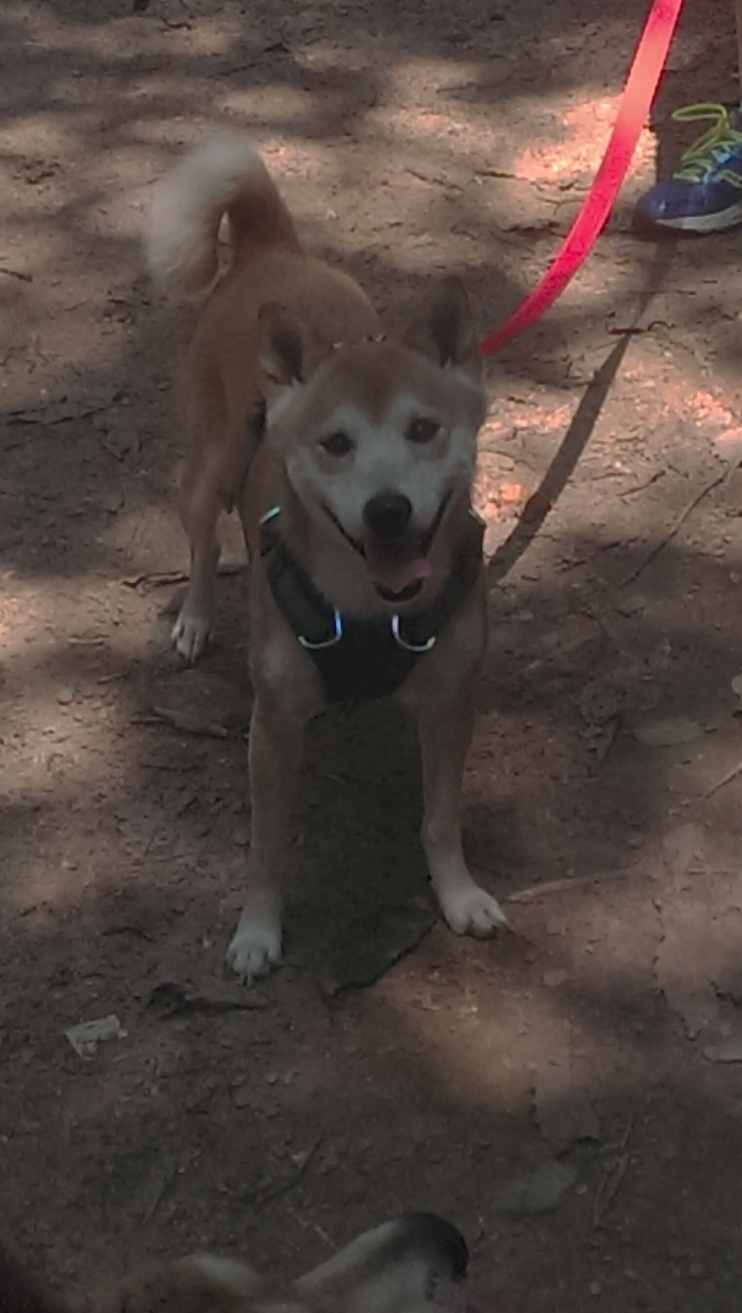 红馆绝杀，拉塞尔孤勇扛旗，阿斯顿马丁银箭未竟之梦