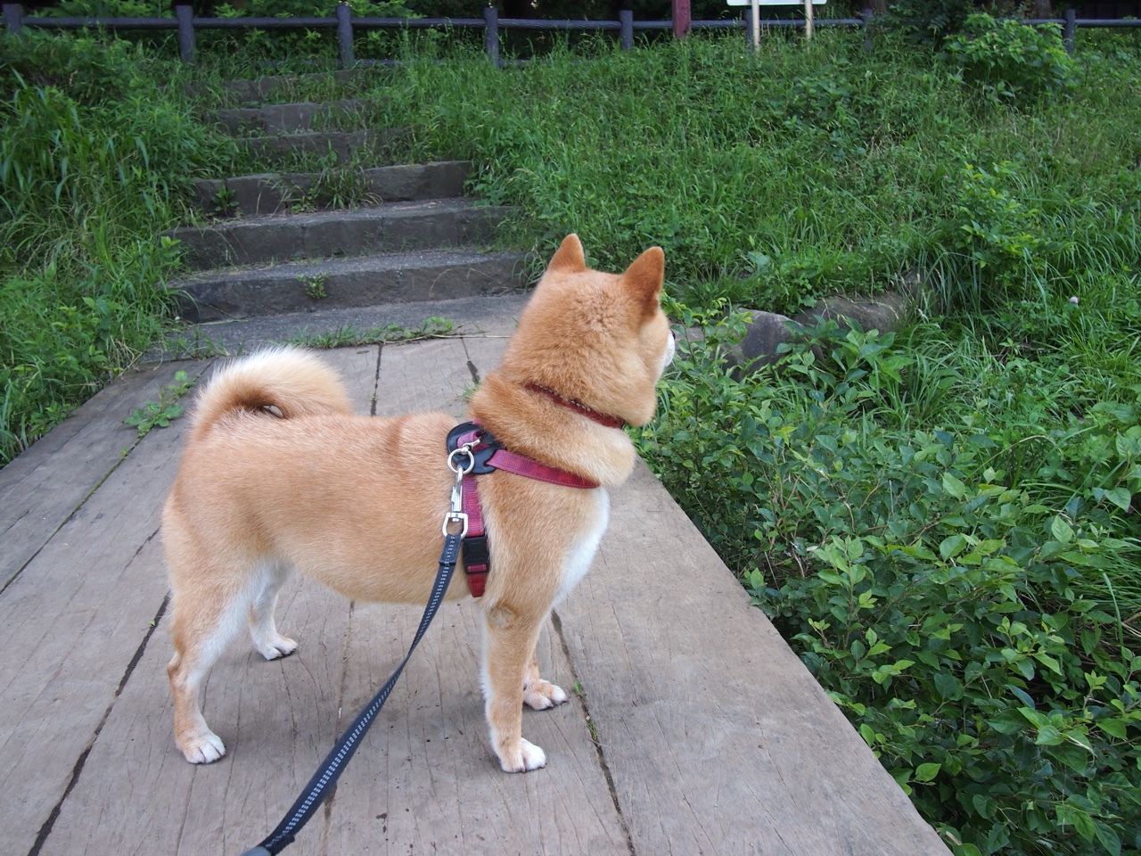 从沙漠到穹顶，当赖斯掀翻沙特，又接管NBA总决赛