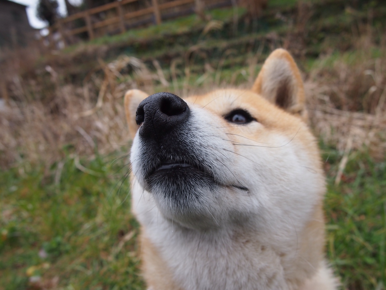 赖斯冷眼执棋，奥地利单节熔岩喷涌，一场精密拆解与暴力美学的双重奏