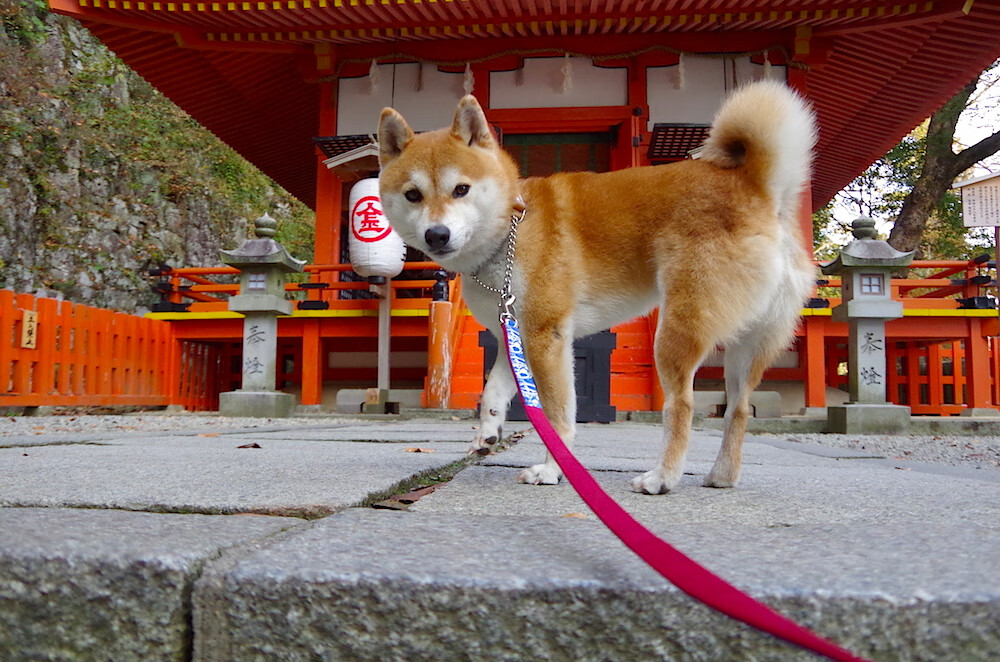 孤胆英雄搅局德甲夜,当英格拉姆扛起一支不属于他的球队