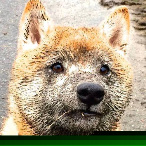 独木成林，阿尔瓦雷斯梅开二度，墨西哥战术体系全面压制芬兰