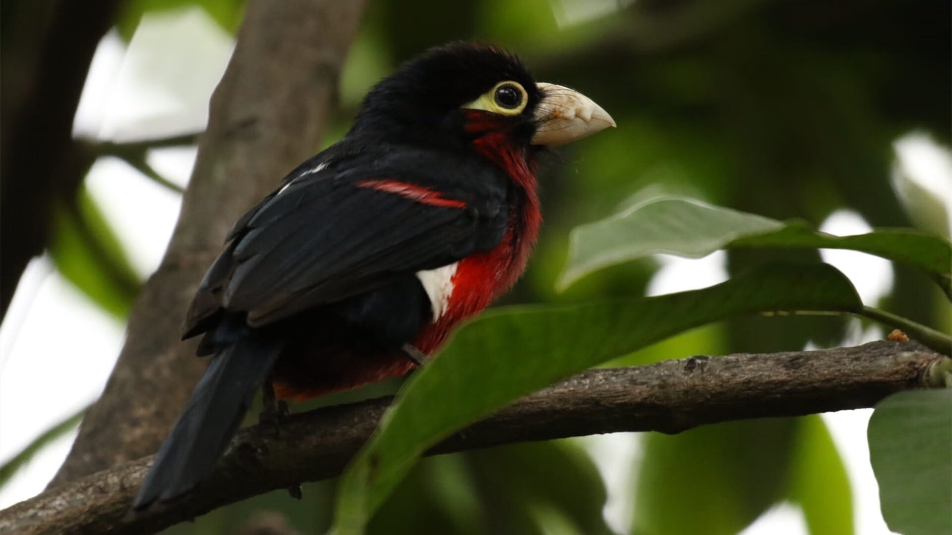 星爆之夜,伊萨克独舞破苍穹,勒沃库森终结拜仁统治时代