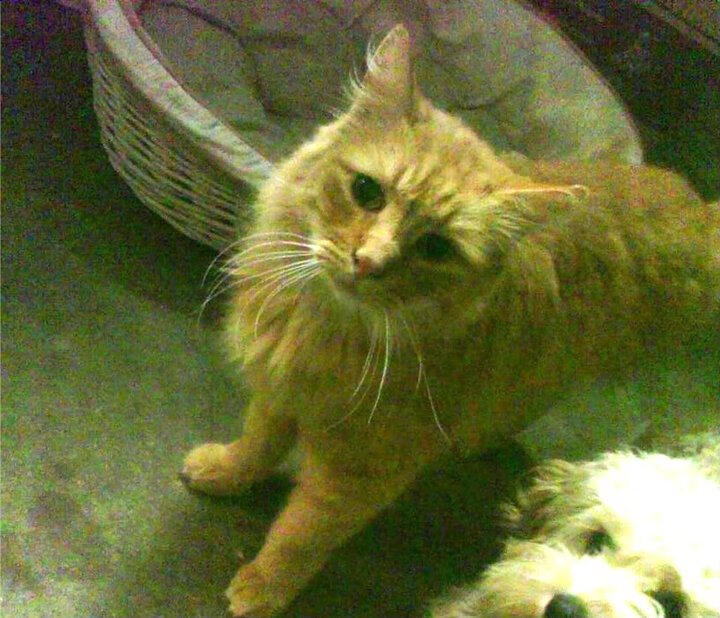 爱游戏下载-沙漠中的新生，佩德里在迦太基故地的自我救赎之战