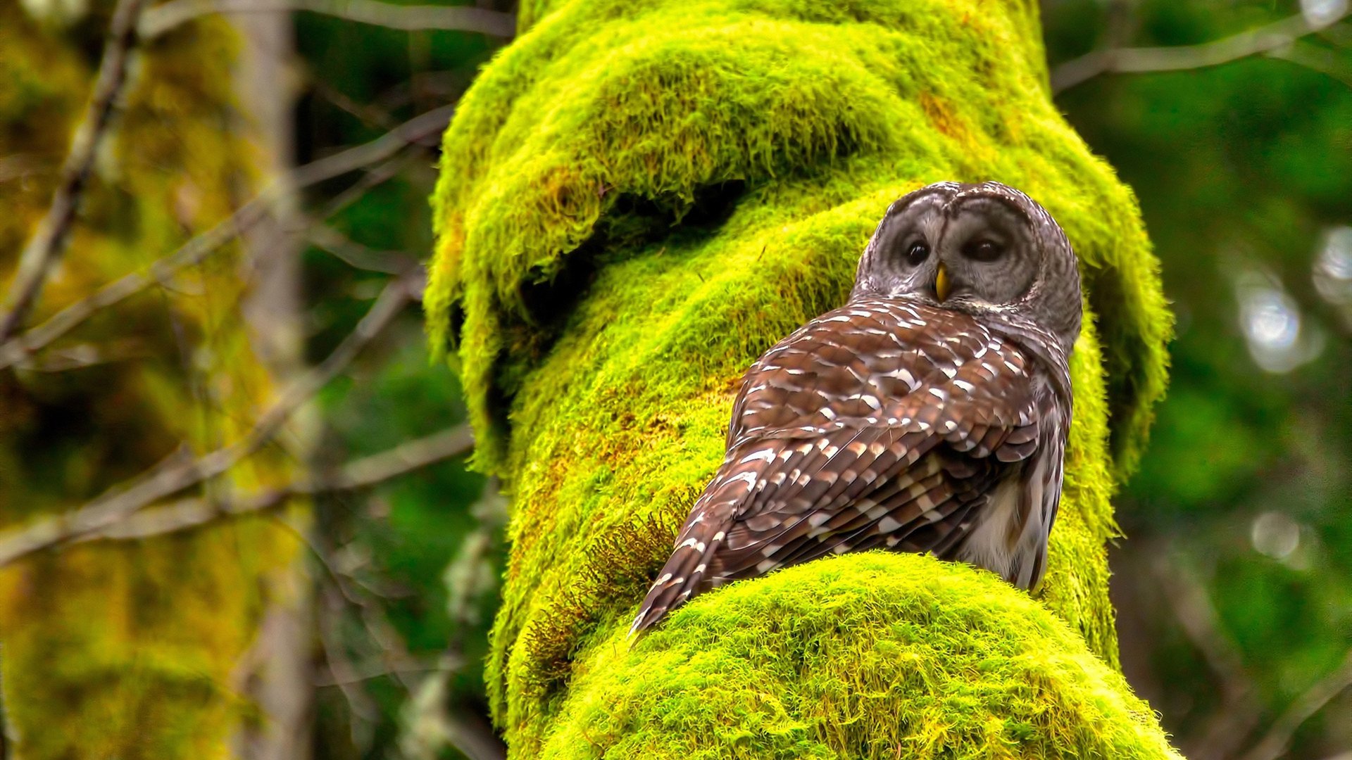 时空对局，广东末节42分风暴 提前三小时终结骑士西决悬念