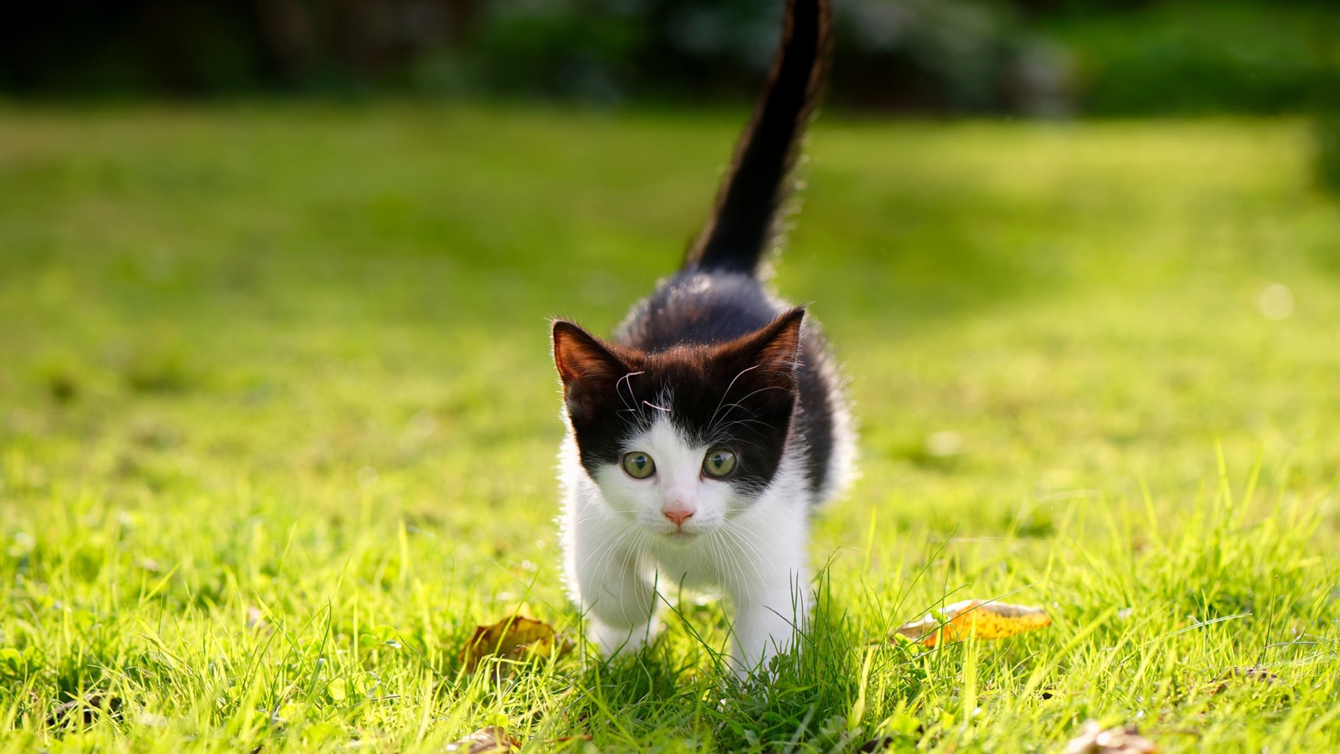 欧冠决赛焦点战，突尼斯改写历史，全面压制切尔西震惊欧洲足坛