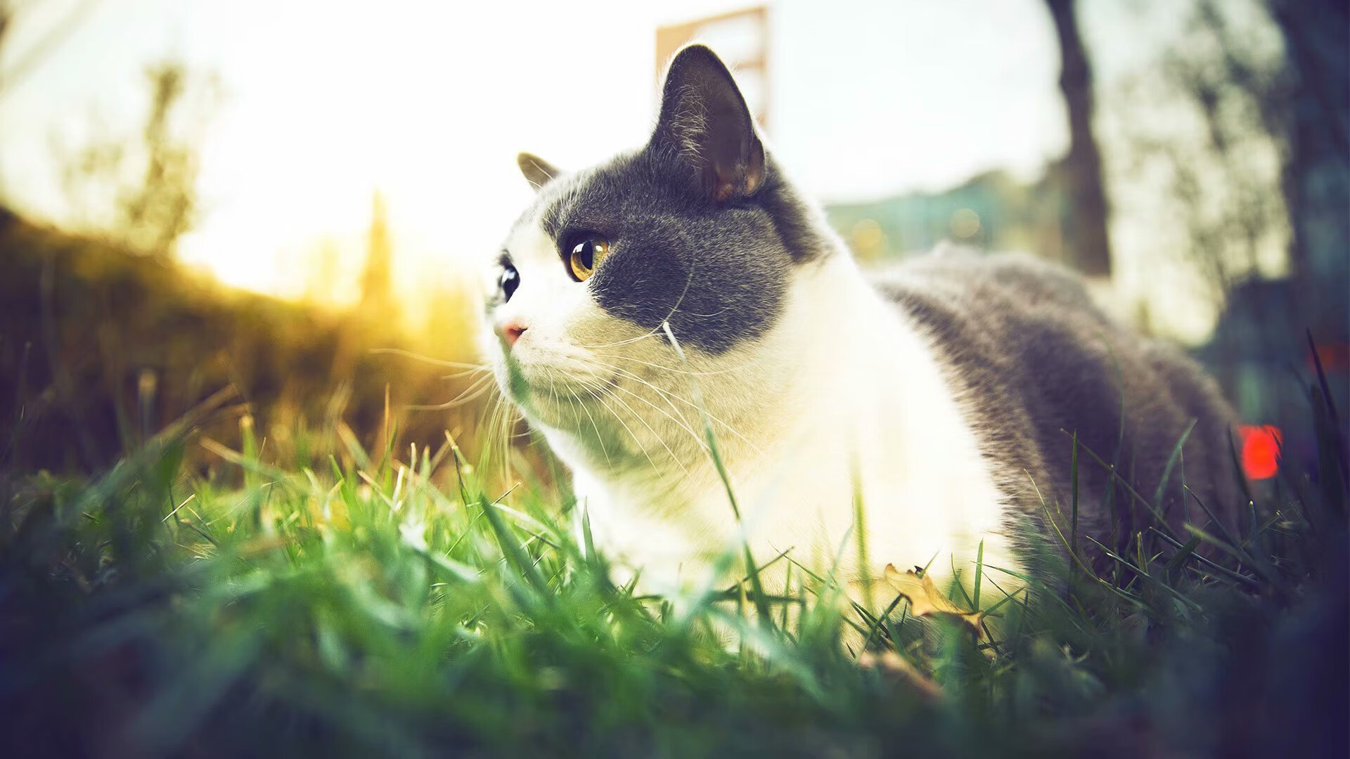 当雄鹿的钟声敲响时，独行侠的琉璃碎了—浓眉的统治让悬念提前入眠