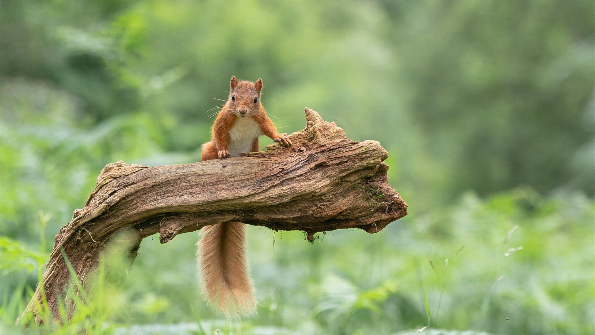 扩展(几个备选)