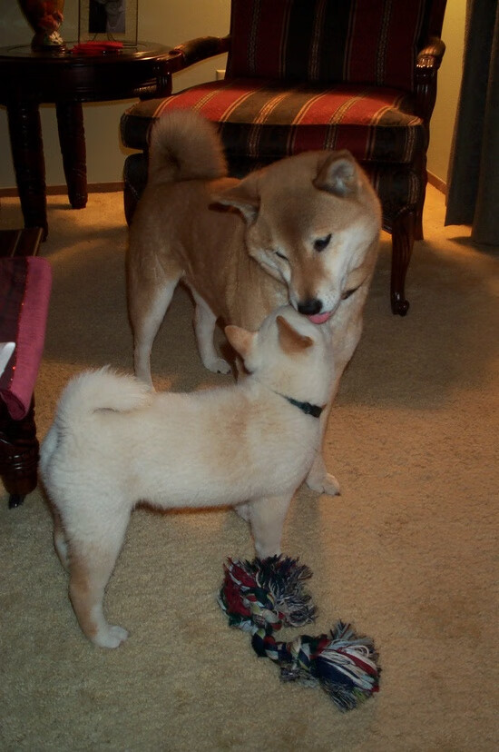 南非斩落童话王国，阿克在黎明前射出子弹