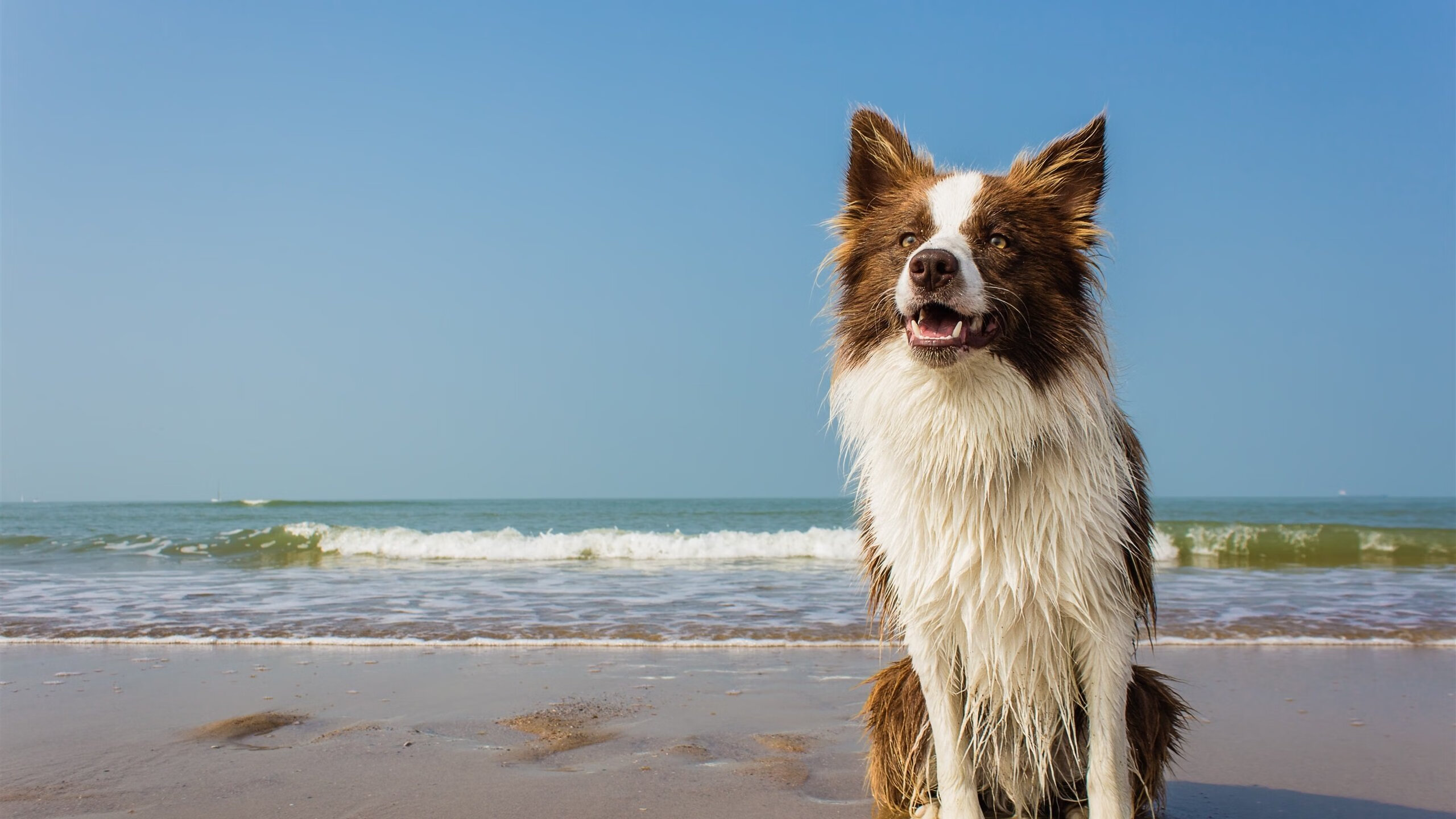 (扩展思维版本)